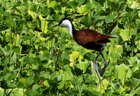 African jacana - Grumeti (Serengeti)