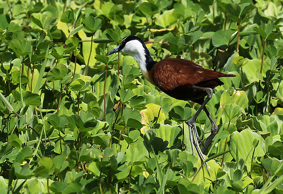 African jacana - Grumeti (Serengeti)