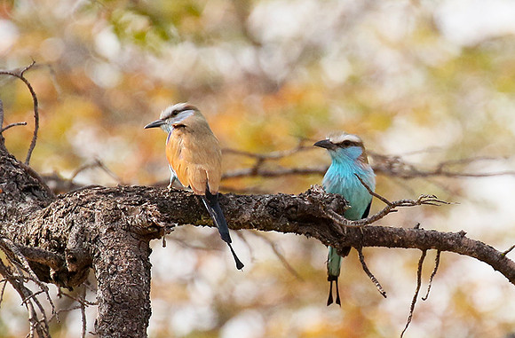 Racket-tailed roller - Hwange NP