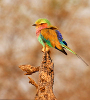 Lilac-breasted roller - Malilangwe
