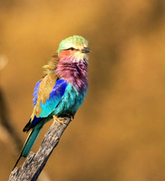 Lilac-breasted roller - Malilangwe