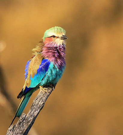 Lilac-breasted roller - Malilangwe