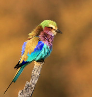 Lilac-breasted roller - Malilangwe