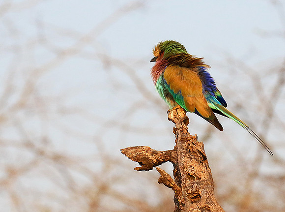 Lilac-breasted roller - Malilangwe