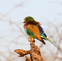 Lilac-breasted roller - Malilangwe