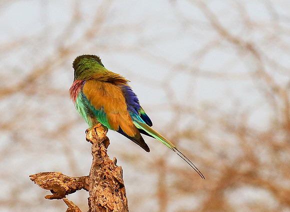 Lilac-breasted roller - Malilangwe
