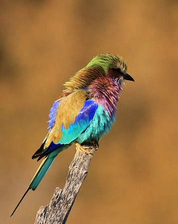 Lilac-breasted roller - Malilangwe
