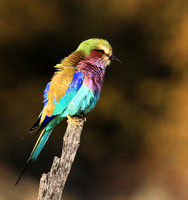 Lilac-breasted roller - Malilangwe