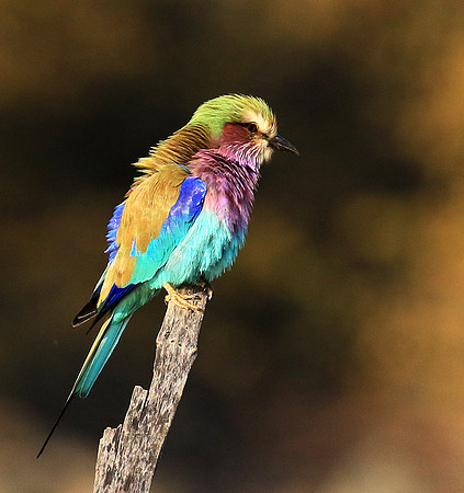 Lilac-breasted roller - Malilangwe