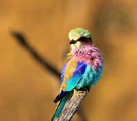 Lilac-breasted roller - Malilangwe