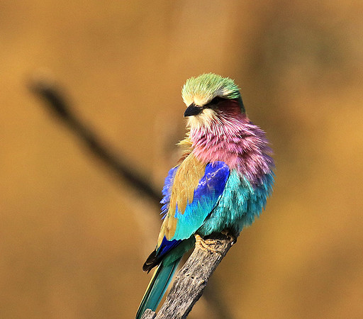 Lilac-breasted roller - Malilangwe