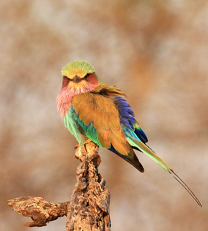 Lilac-breasted roller - Malilangwe