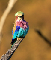 Lilac-breasted roller - Malilangwe