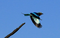 Lilac-breasted roller - Malilangwe
