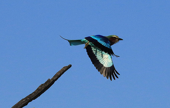 Lilac-breasted roller - Malilangwe
