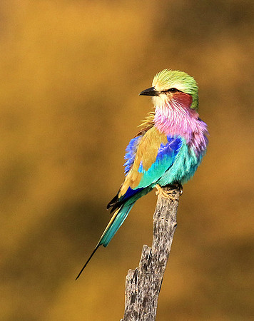 Lilac-breasted roller - Malilangwe