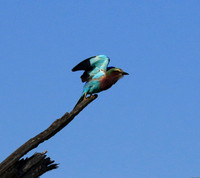 Lilac-breasted roller - Malilangwe