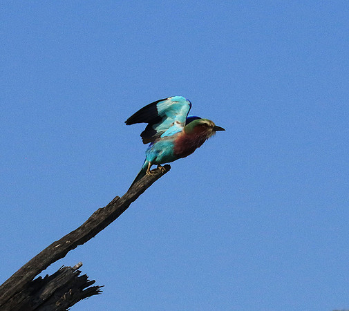 Lilac-breasted roller - Malilangwe