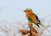 Lilac-breasted roller - Malilangwe