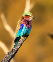 Lilac-breasted roller - Malilangwe