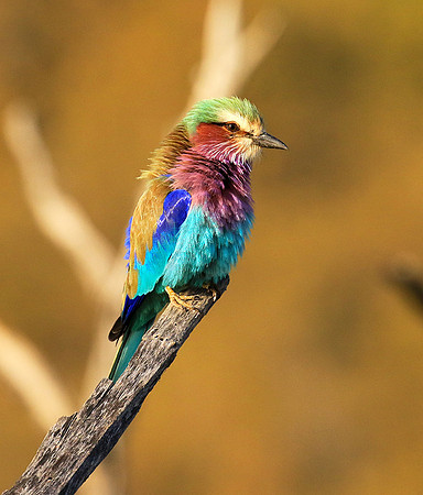 Lilac-breasted roller - Malilangwe