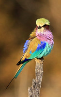 Lilac-breasted roller - Malilangwe