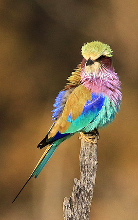 Lilac-breasted roller - Malilangwe