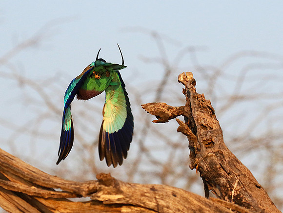 Lilac-breasted roller - Malilangwe