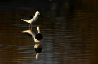 Black-winged stilt - Hwange NP