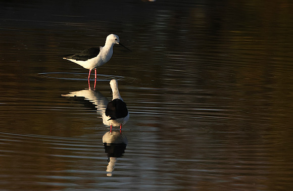 Black-winged stilt - Hwange NP