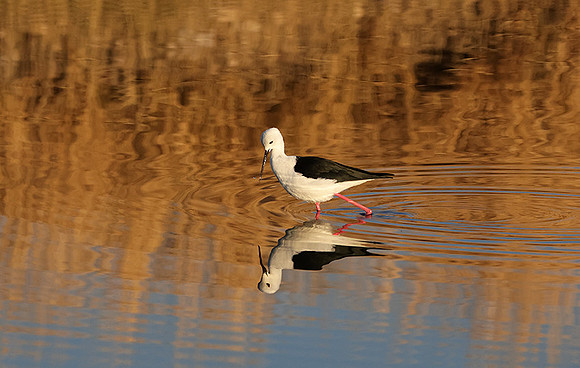 Black-winged stilt - Hwange NP