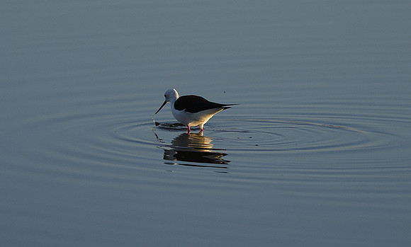 Black-winged stilt - Hwange NP