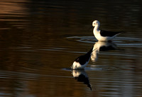 Black-winged stilt - Hwange NP