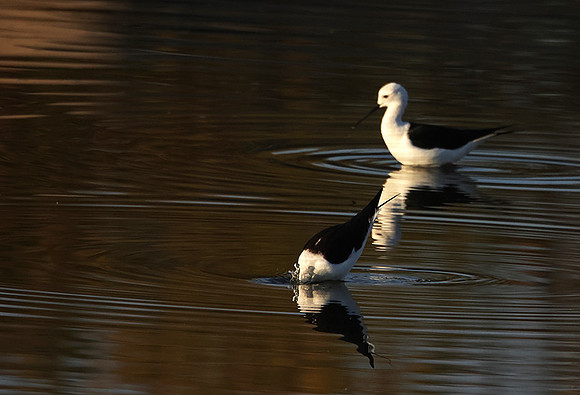 Black-winged stilt - Hwange NP