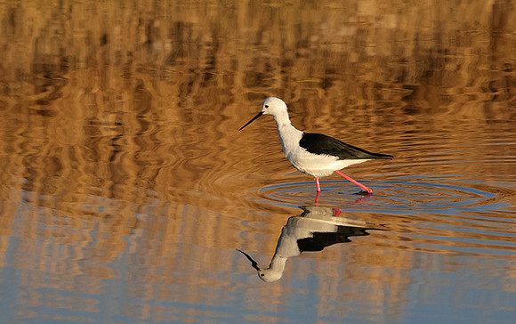 Black-winged stilt - Hwange NP
