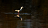Black-winged stilt - Hwange NP