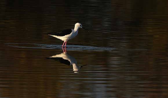 Black-winged stilt - Hwange NP