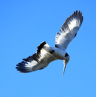 Pied kingfisher - Kafue NP