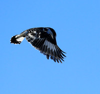 Pied kingfisher - Kafue NP
