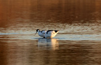 Hwange NP