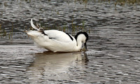 Ngorongoro