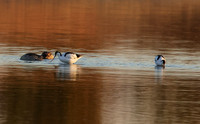 Hwange NP
