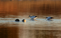 Hwange NP