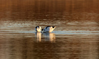 Avocettes