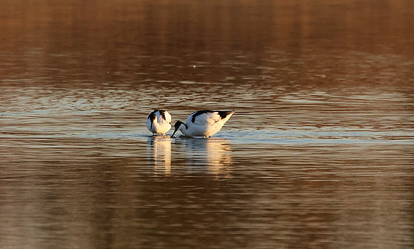 Hwange NP
