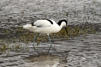 Ngorongoro