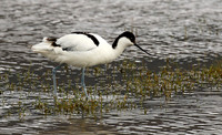 Ngorongoro