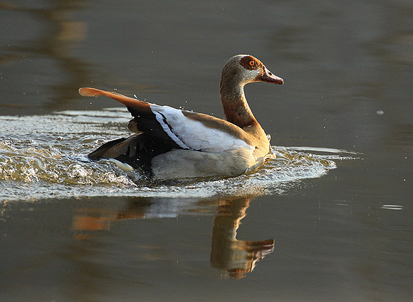 Egyptian geese (ouette d'Egypte) - Malilangwe
