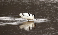 Ngorongoro
