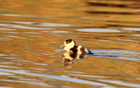 Egyptian geese (ouette d'Egypte) - Malilangwe